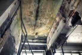 Best Mold Odor Removal Services  in Cullman, AL